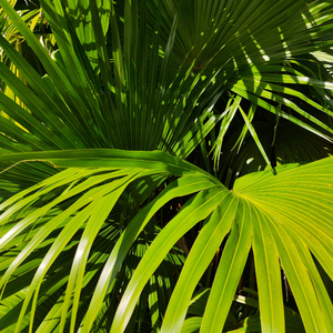 原神同人动漫国外观看
